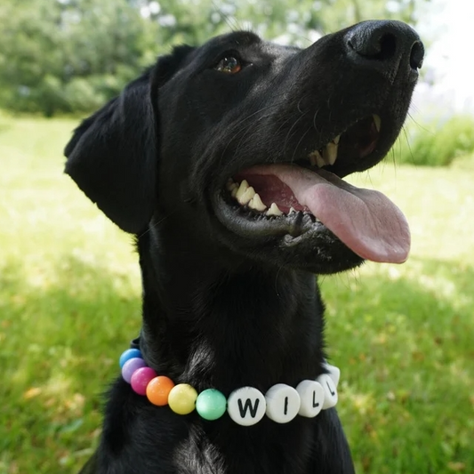 Pet Custom Necklace and Bracelet