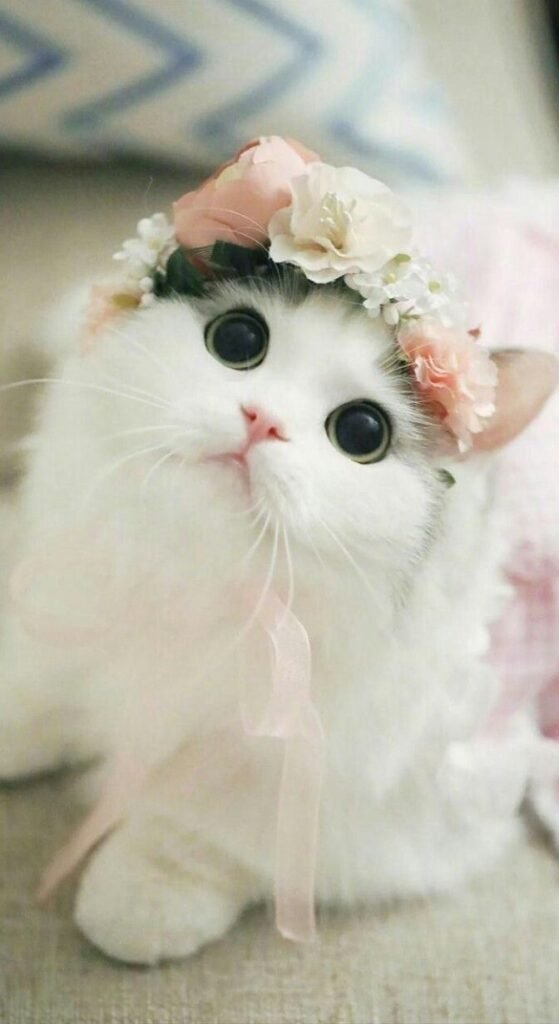 Cute Cat