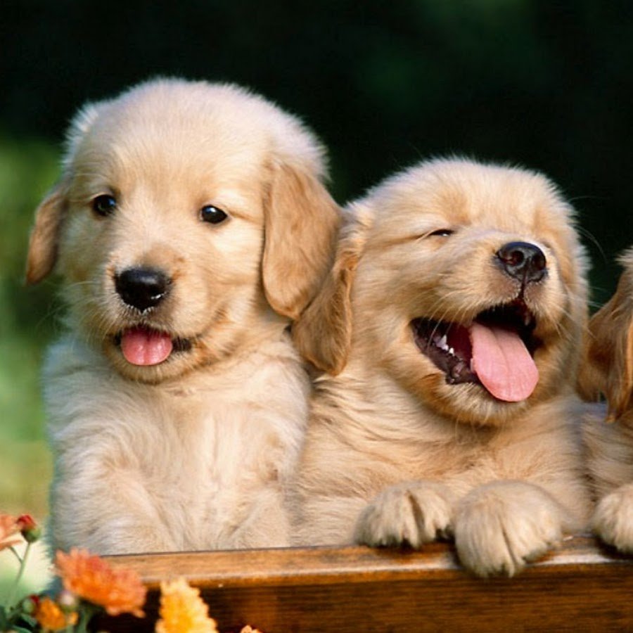 Cute puppies 