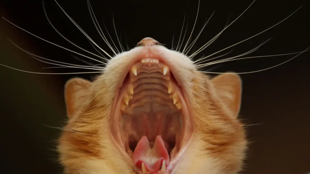 cat drooling dental problems