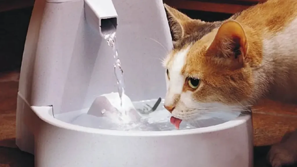 Hydration necessary for cats health