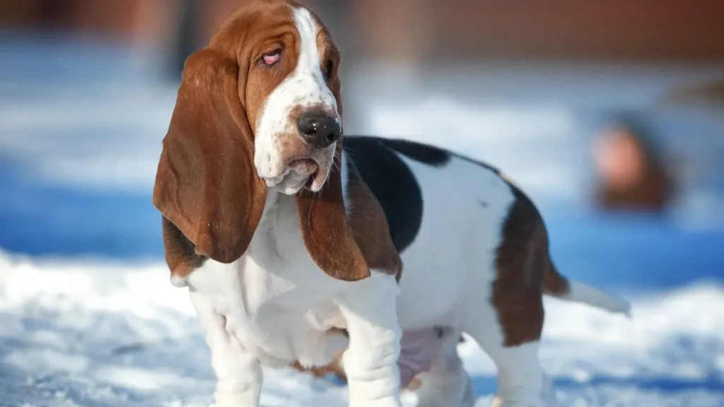 Basset Hound Low Maintenance Dogs