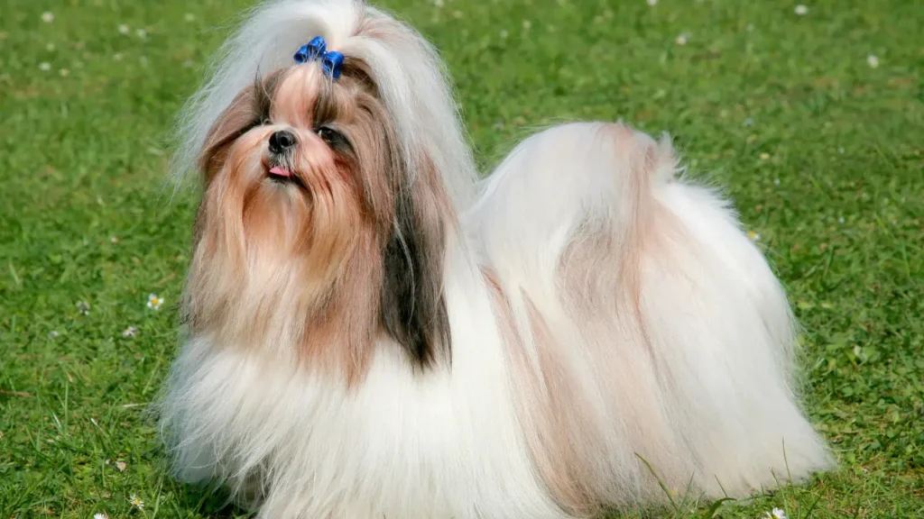 Shih Tzu dog