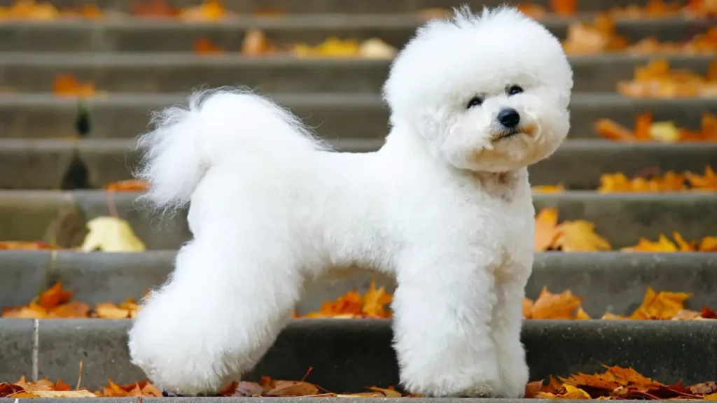 Bichon Frise White Fluffy Dog