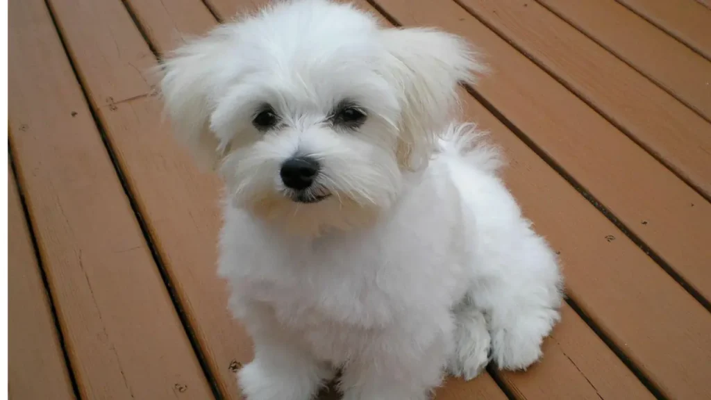 Maltese Puppy