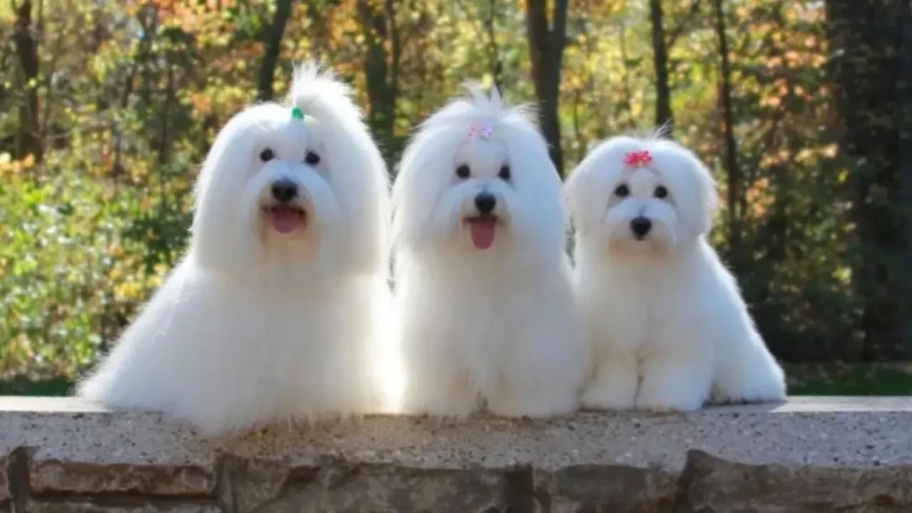 Coton De Tulear