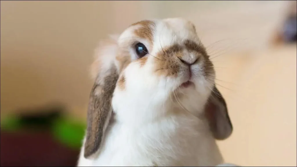 Gentle and Affectionate Nature of Lop Eared Rabbits