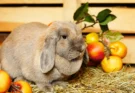 lop eared rabbit