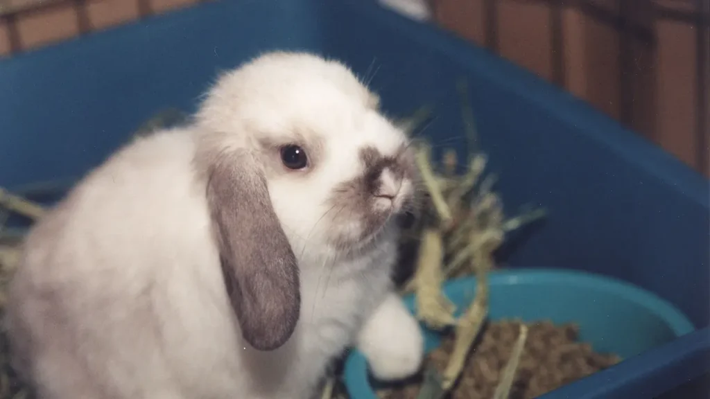 Cute Unique Appearance of Lop Eared Rabbits