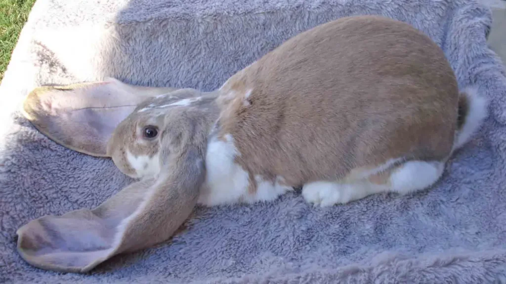 Long eared hare likes to live on ground.