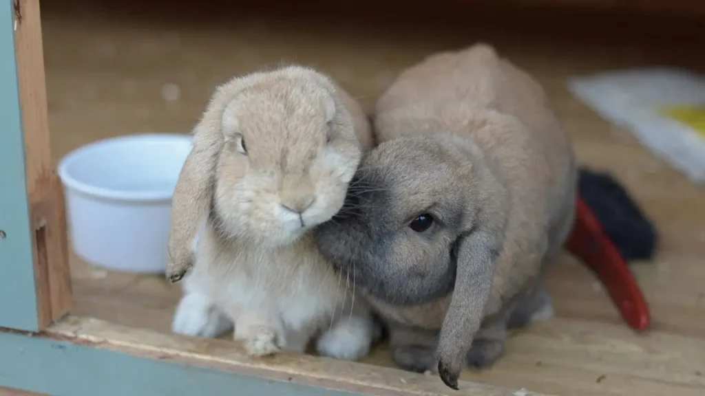 Teaching and Hygiene Of Lop Eared Rabbit