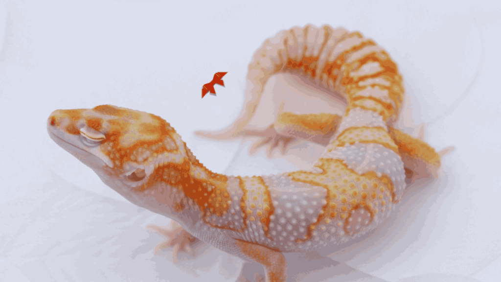 what are predators of leopard geckos