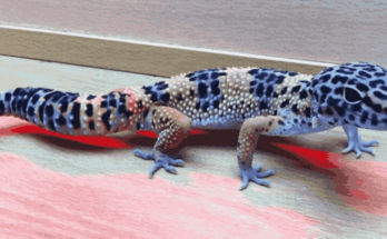 what are predators of leopard geckos