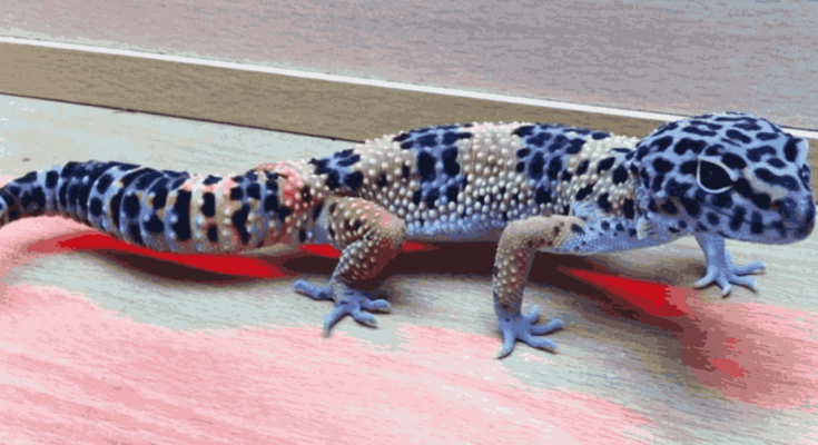 what are predators of leopard geckos