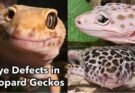 What if a leopard gecko has one eye closed