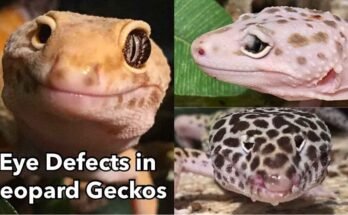 What if a leopard gecko has one eye closed