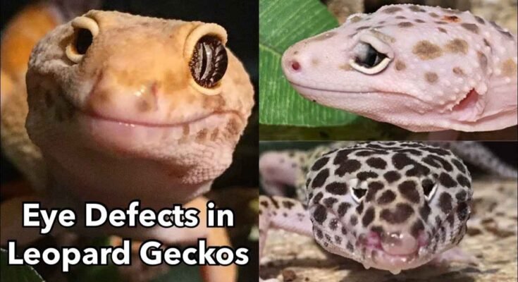 What if a leopard gecko has one eye closed