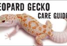 leopard gecko care