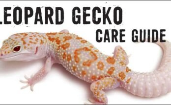 leopard gecko care