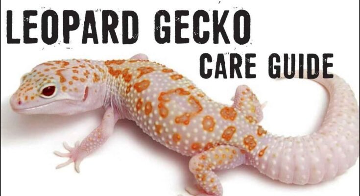 leopard gecko care