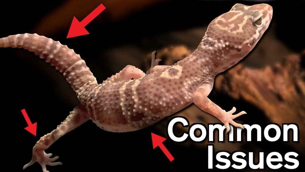 Common health issues of leopard gecko