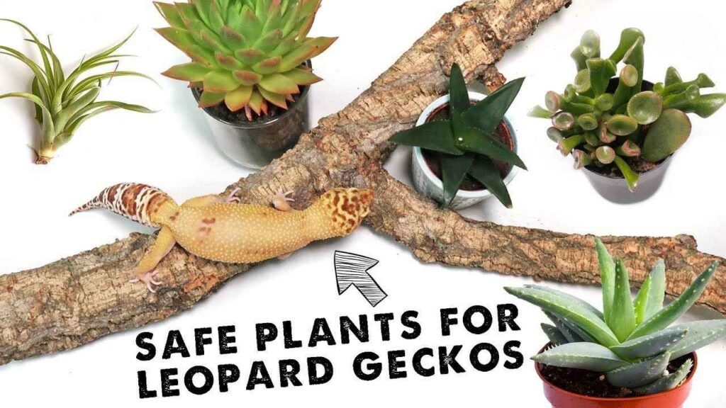 safe plants for leopard geckos