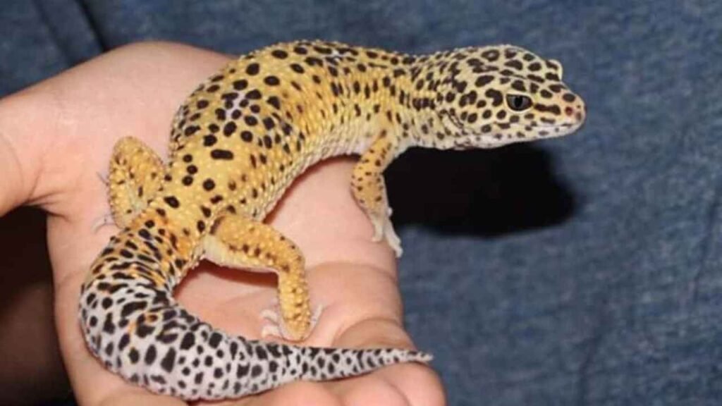 leopard gecko care