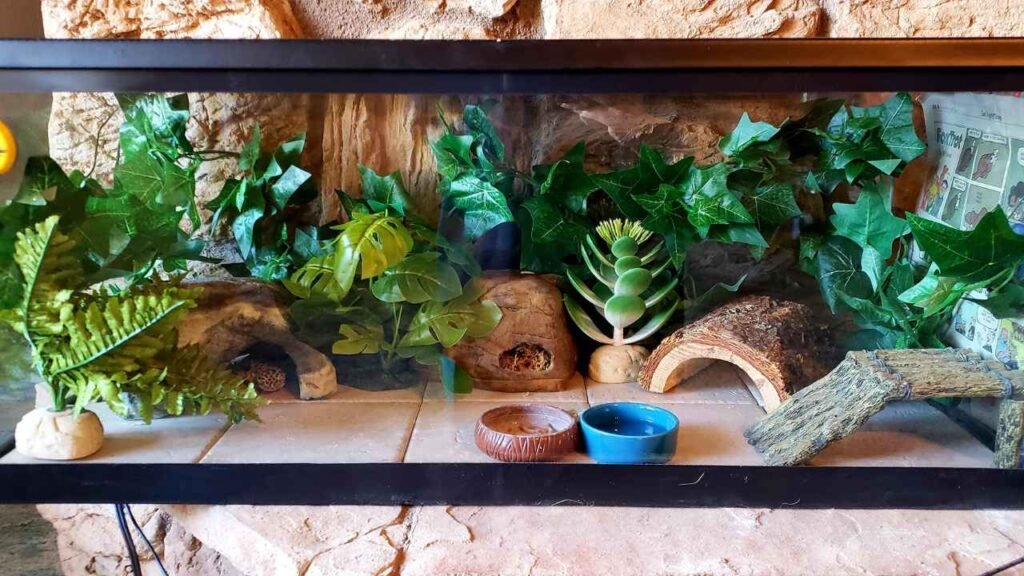 Sweet Home of leopard gecko